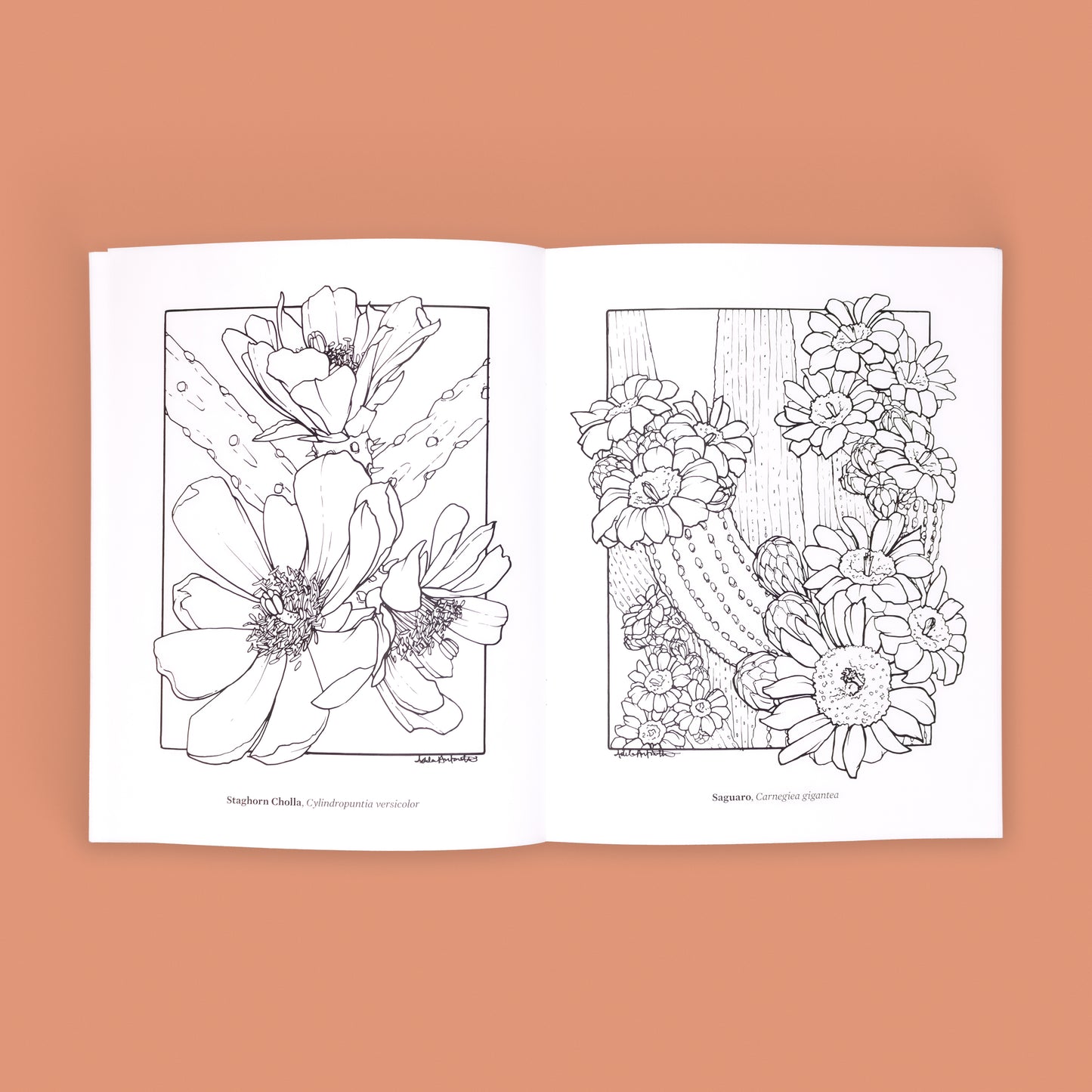 Education Pricing | The Cacti Oasis© Coloring Book: Cacti & Succulents