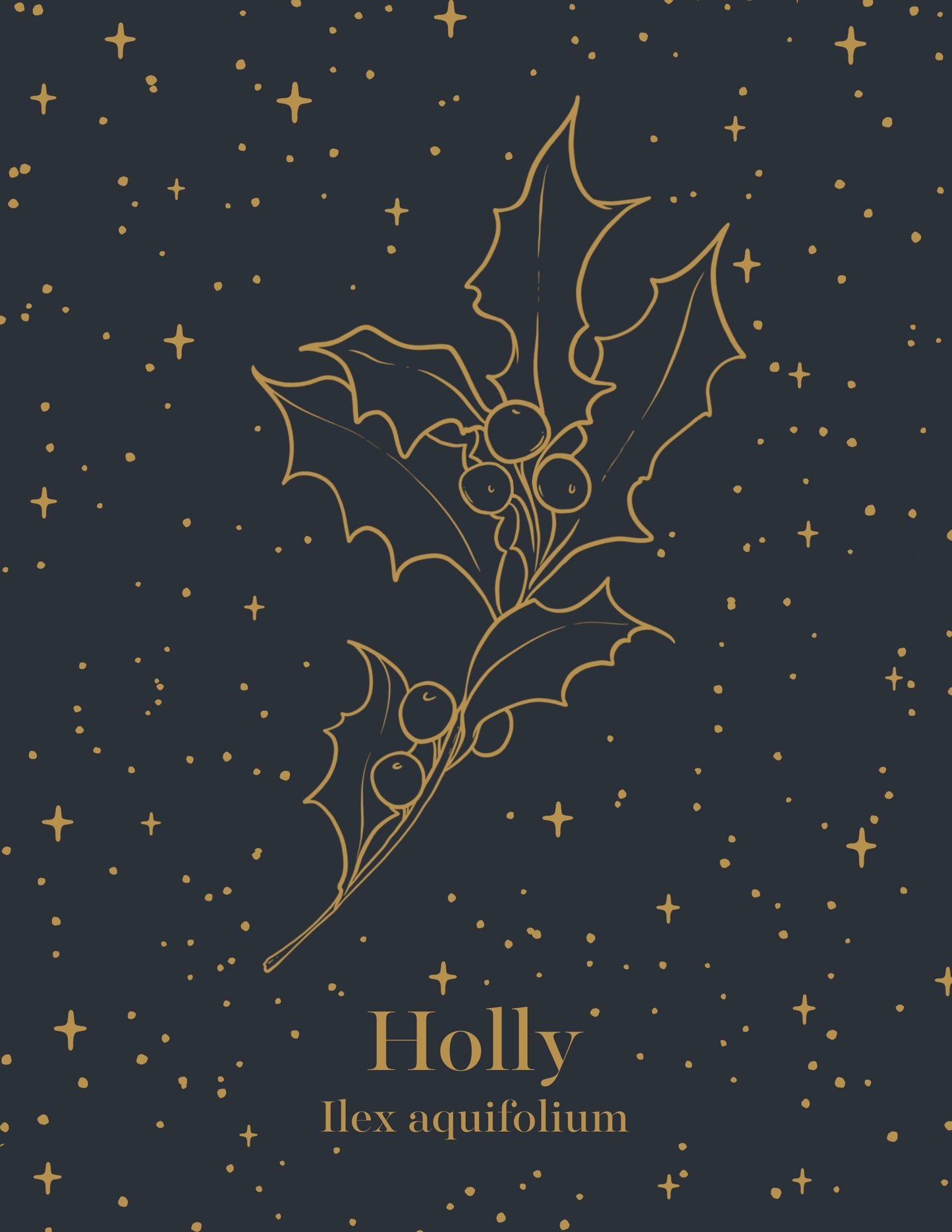 Holiday Greeting Card Set  of 8 | Holly Holiday