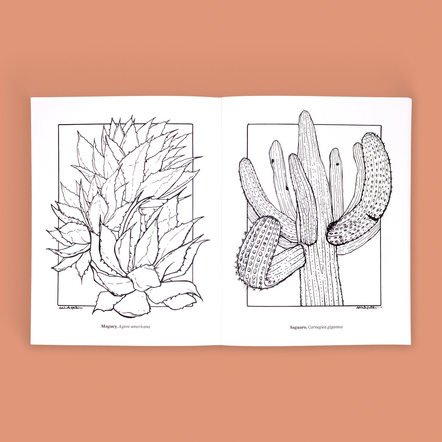Slightly Imperfect Item | The Cacti Oasis© Coloring Book: Cacti & Succulents