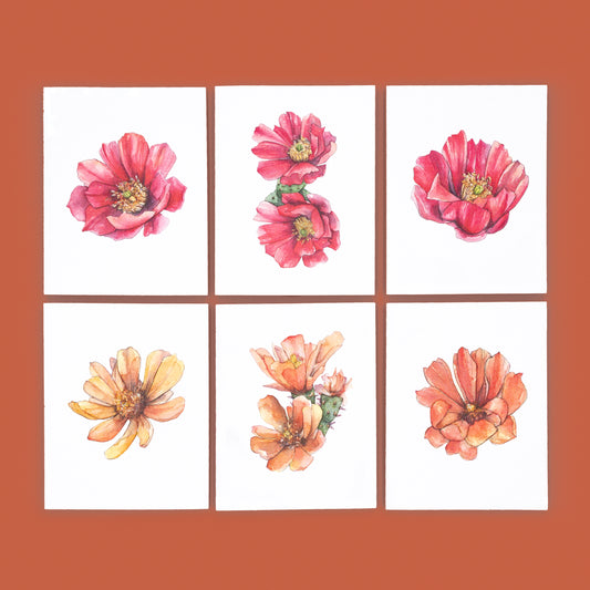 Cholla Blossom Greeting Card | All Six Cards