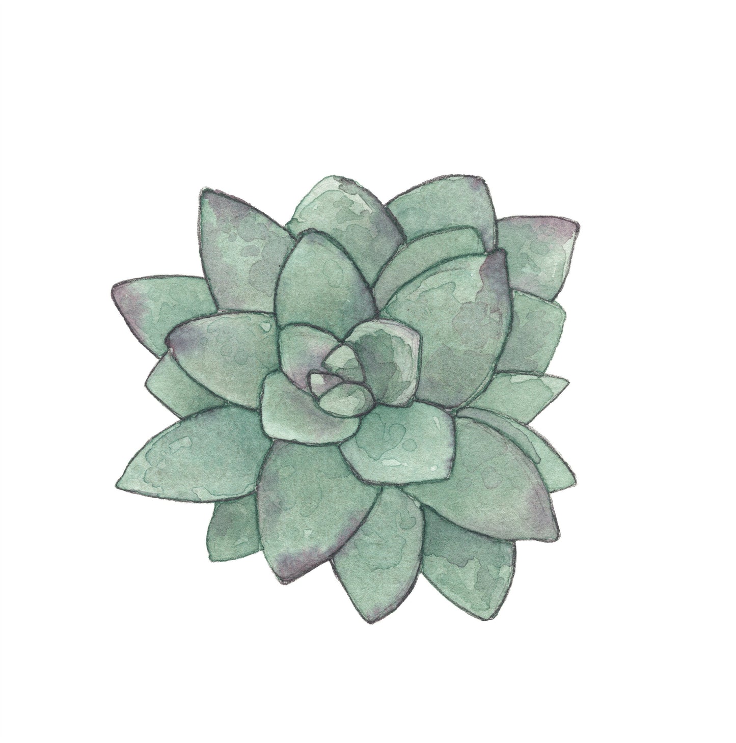 Succulent Watercolor Art Prints | Succulent IV